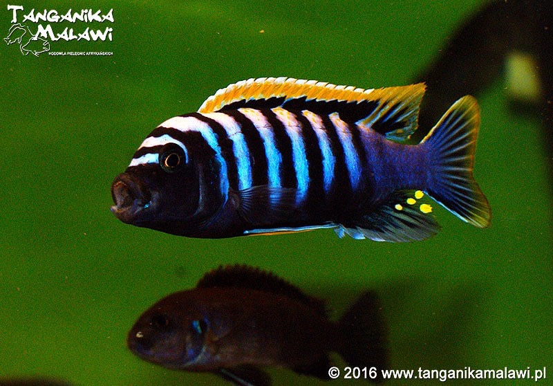 Cynotilapia zebroides 'Likoma Island'